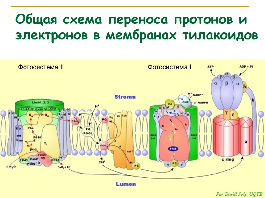 Фотосистема II Фотосистема I Общая схема переноса протонов и электронов в мембранах тилакоидов
